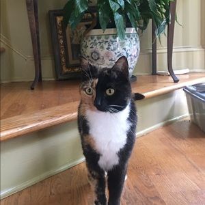 Meet your Posher, Heidi